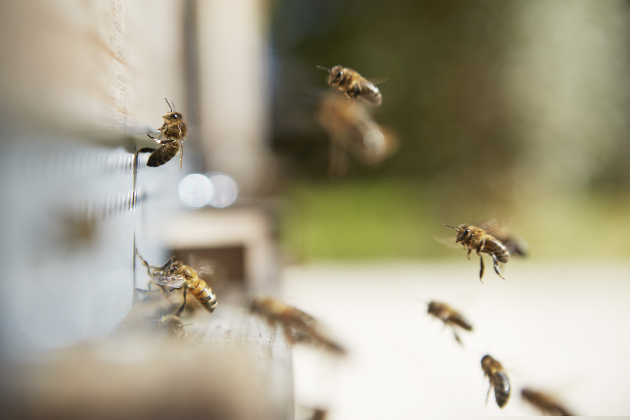 Bees ensure a healthy ecosystem photo@ladauphine
